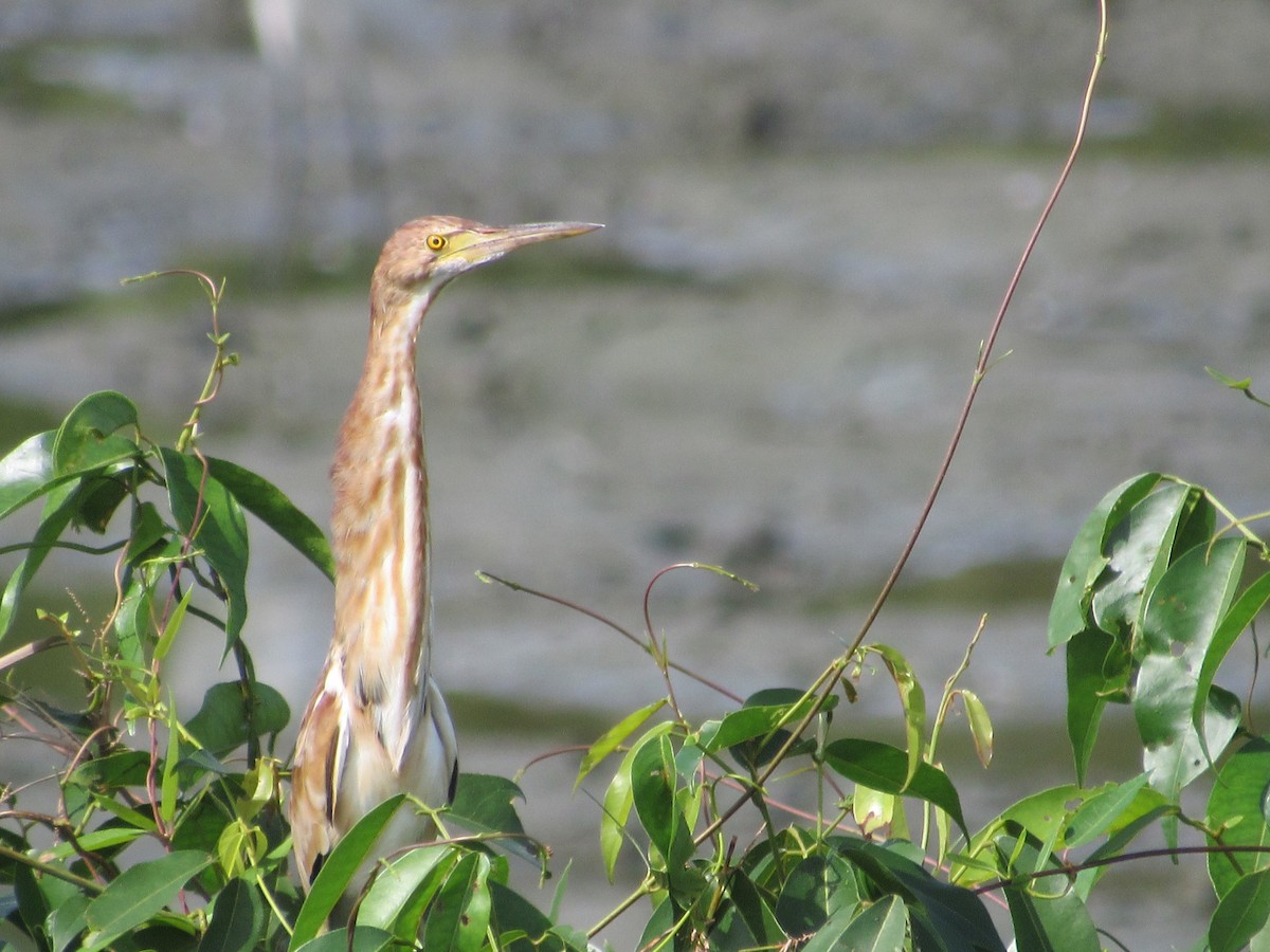 ヨシゴイ - ML646640521