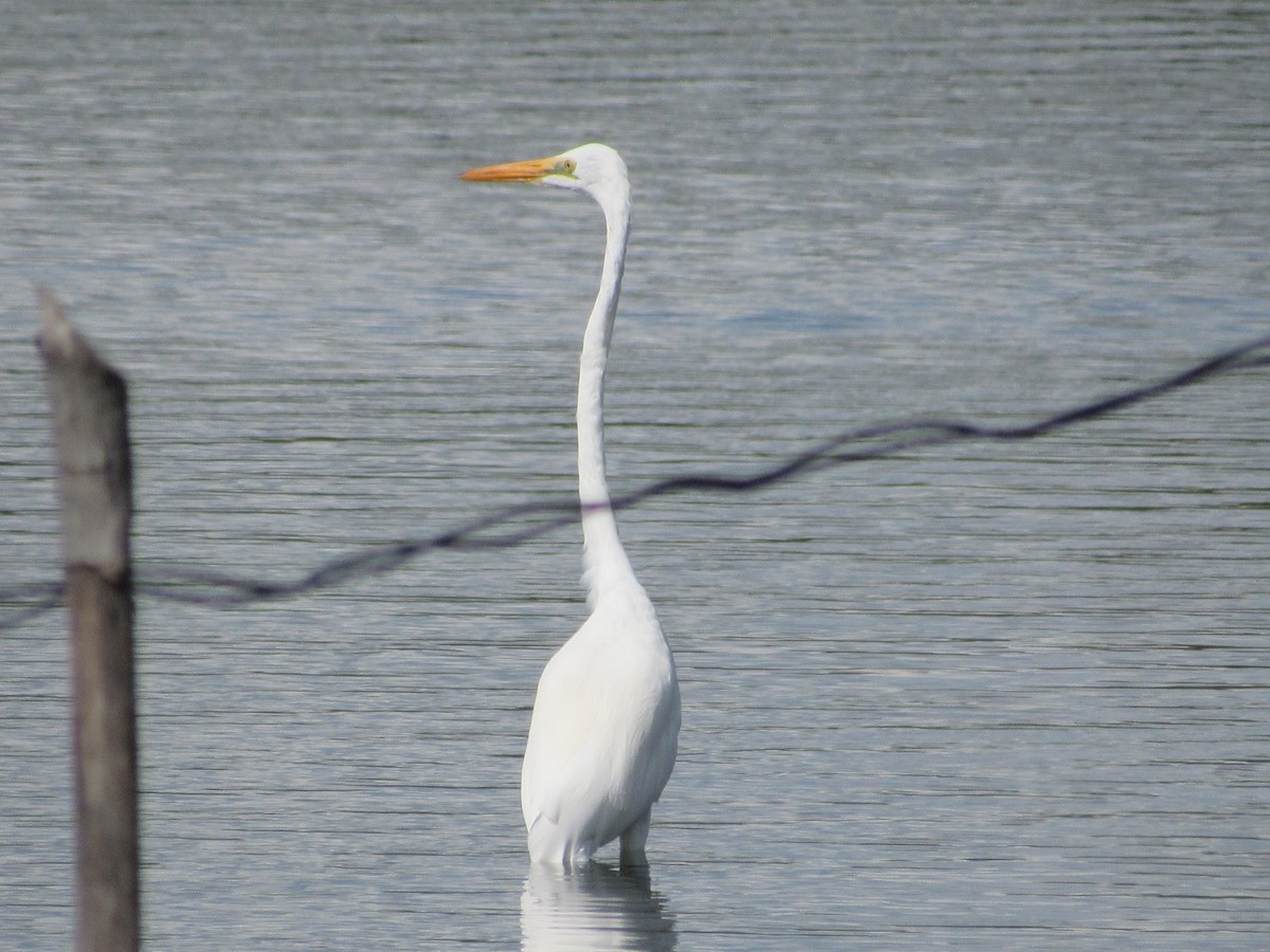 ダイサギ - ML646640528