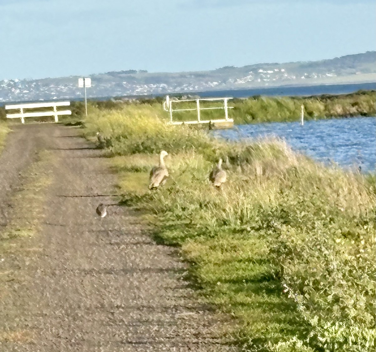 ロウバシガン - ML646640532