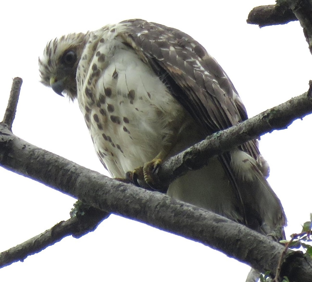 Red-shouldered Hawk - ML646640537