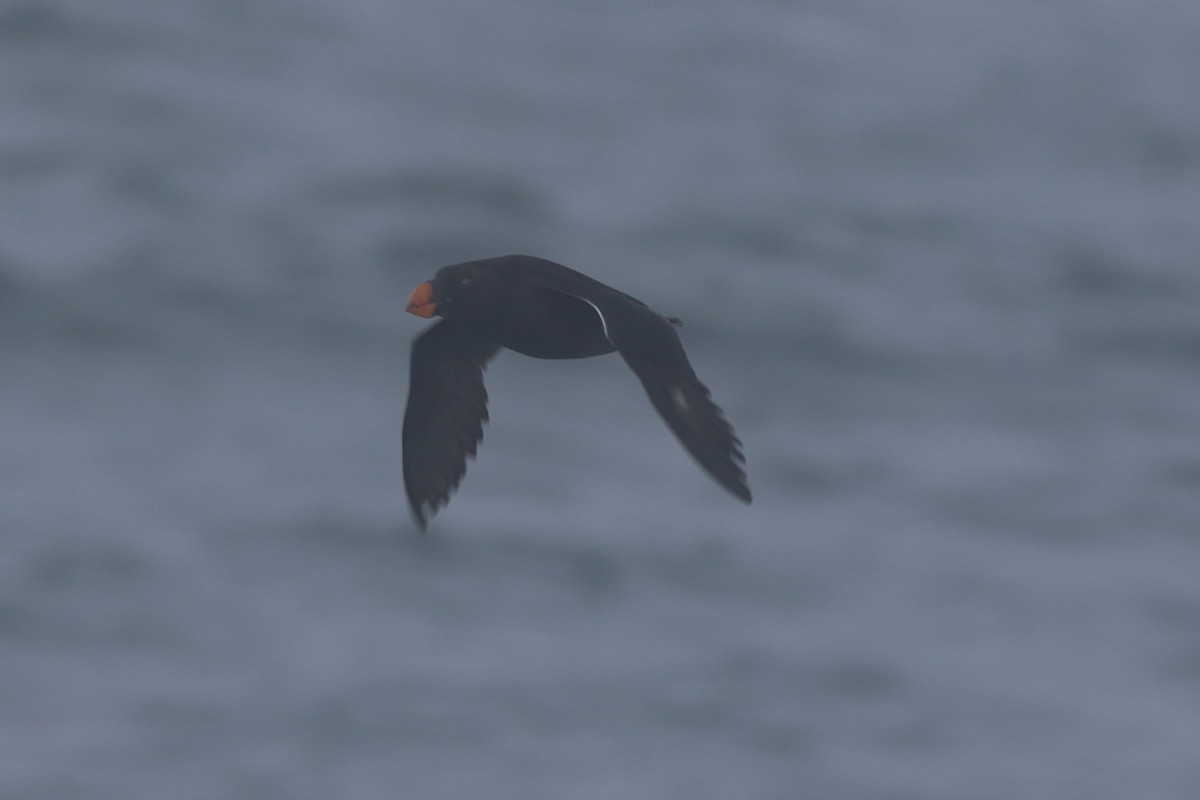Tufted Puffin - ML646640538