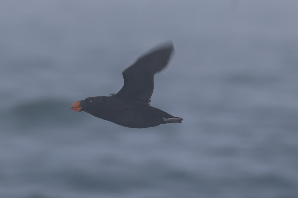 Tufted Puffin - ML646640539