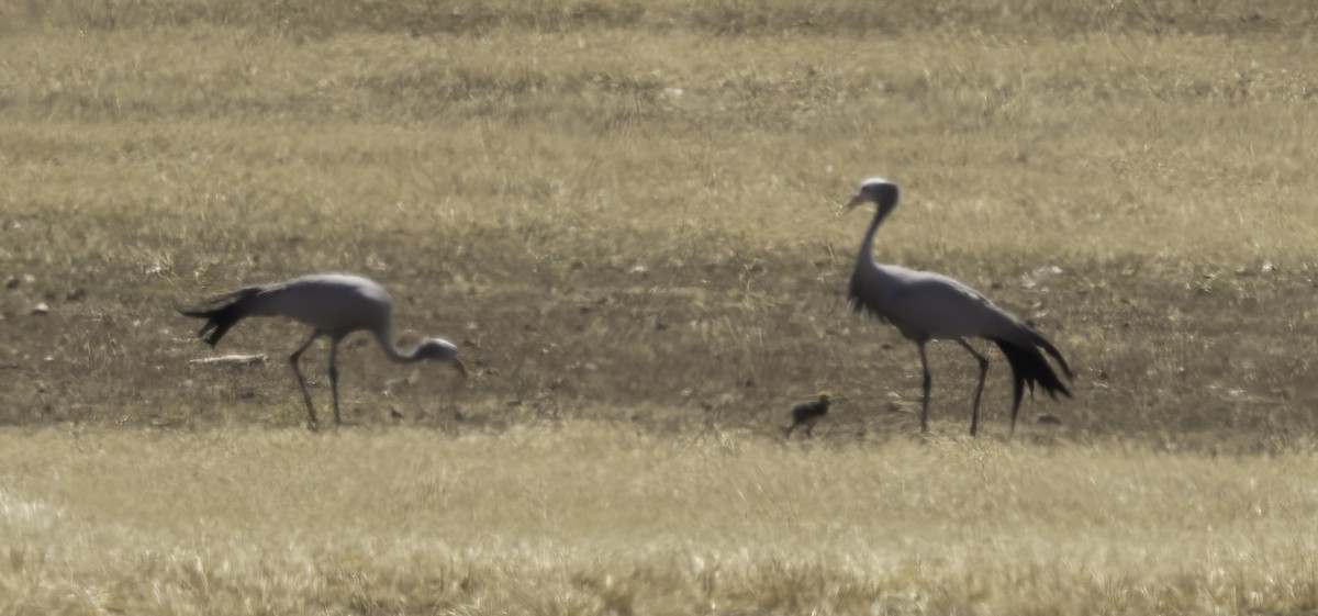 Paradieskranich - ML646640541