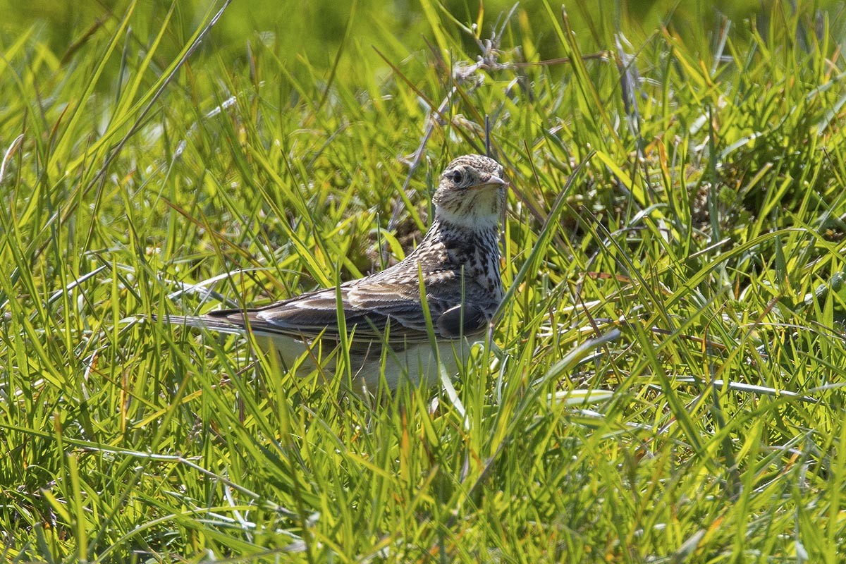 Полевой жаворонок - ML646640542
