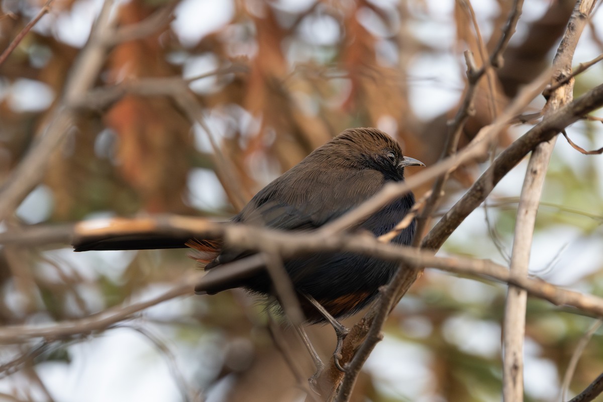 インドヒタキ - ML646640543