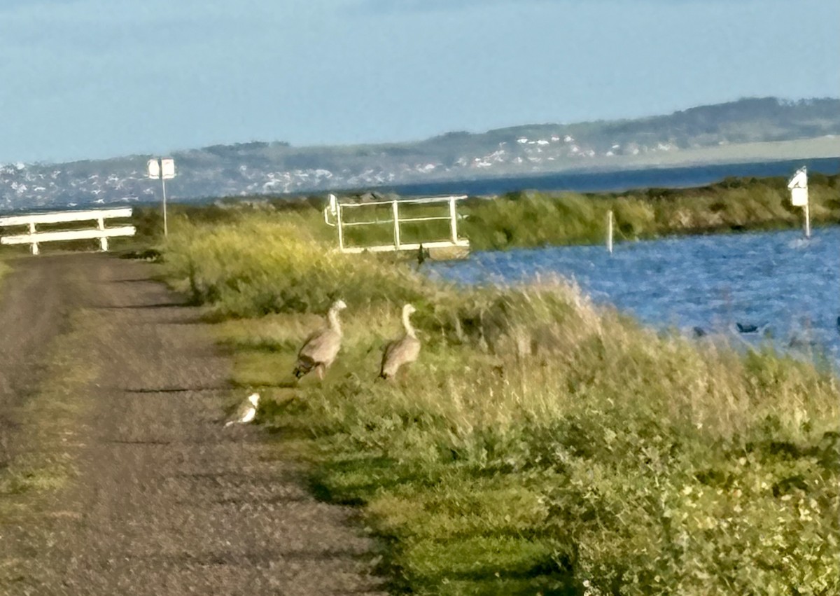 ロウバシガン - ML646640549