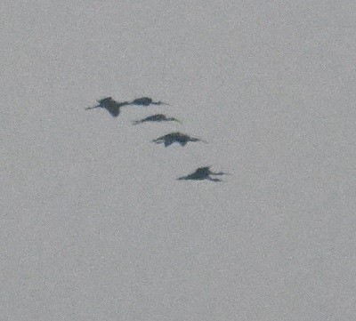 ブロンズトキ - ML646640550