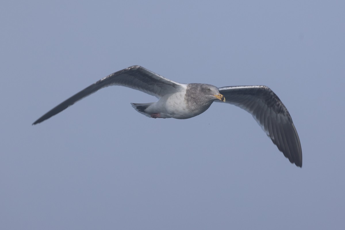 Goéland d'Audubon - ML646640551