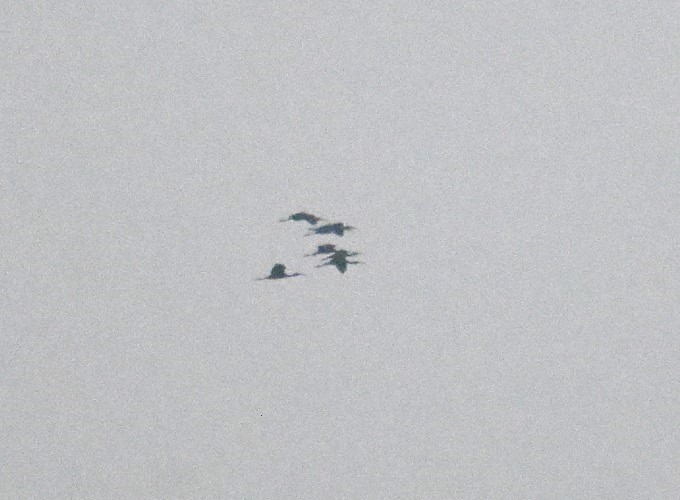 ブロンズトキ - ML646640552