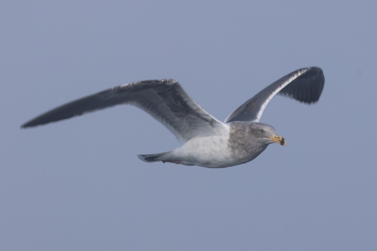 Goéland d'Audubon - ML646640554