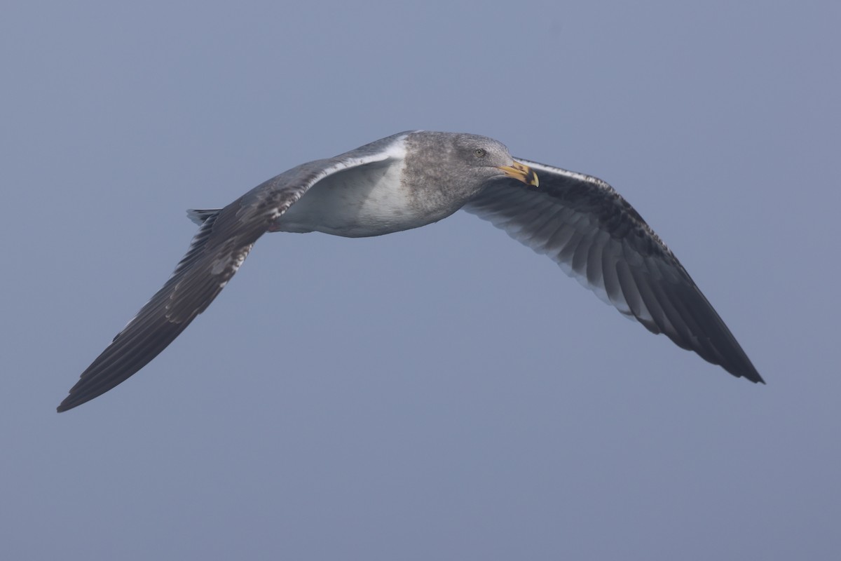 Goéland d'Audubon - ML646640555