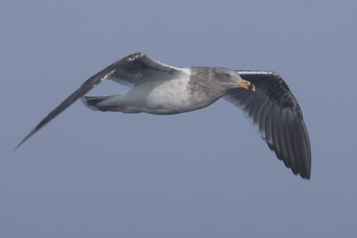 Goéland d'Audubon - ML646640556