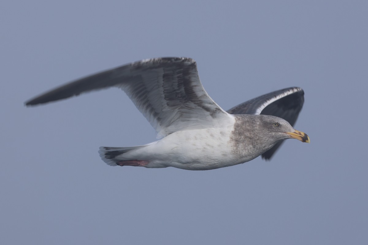 Goéland d'Audubon - ML646640557