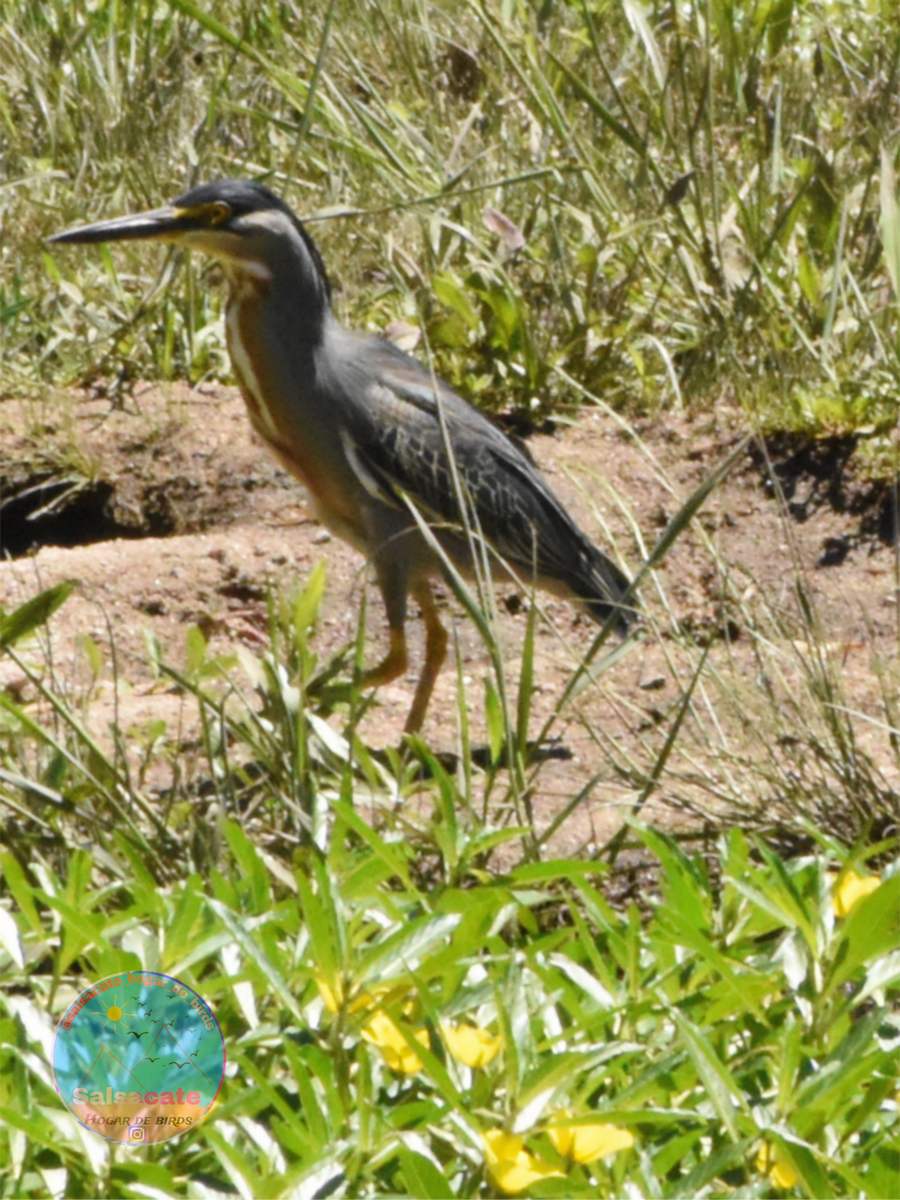 Striated Heron - ML646640559