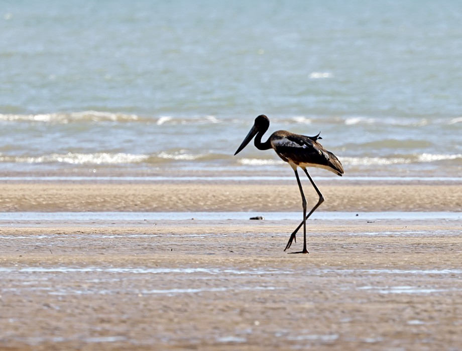 Black-necked Stork - ML646640560