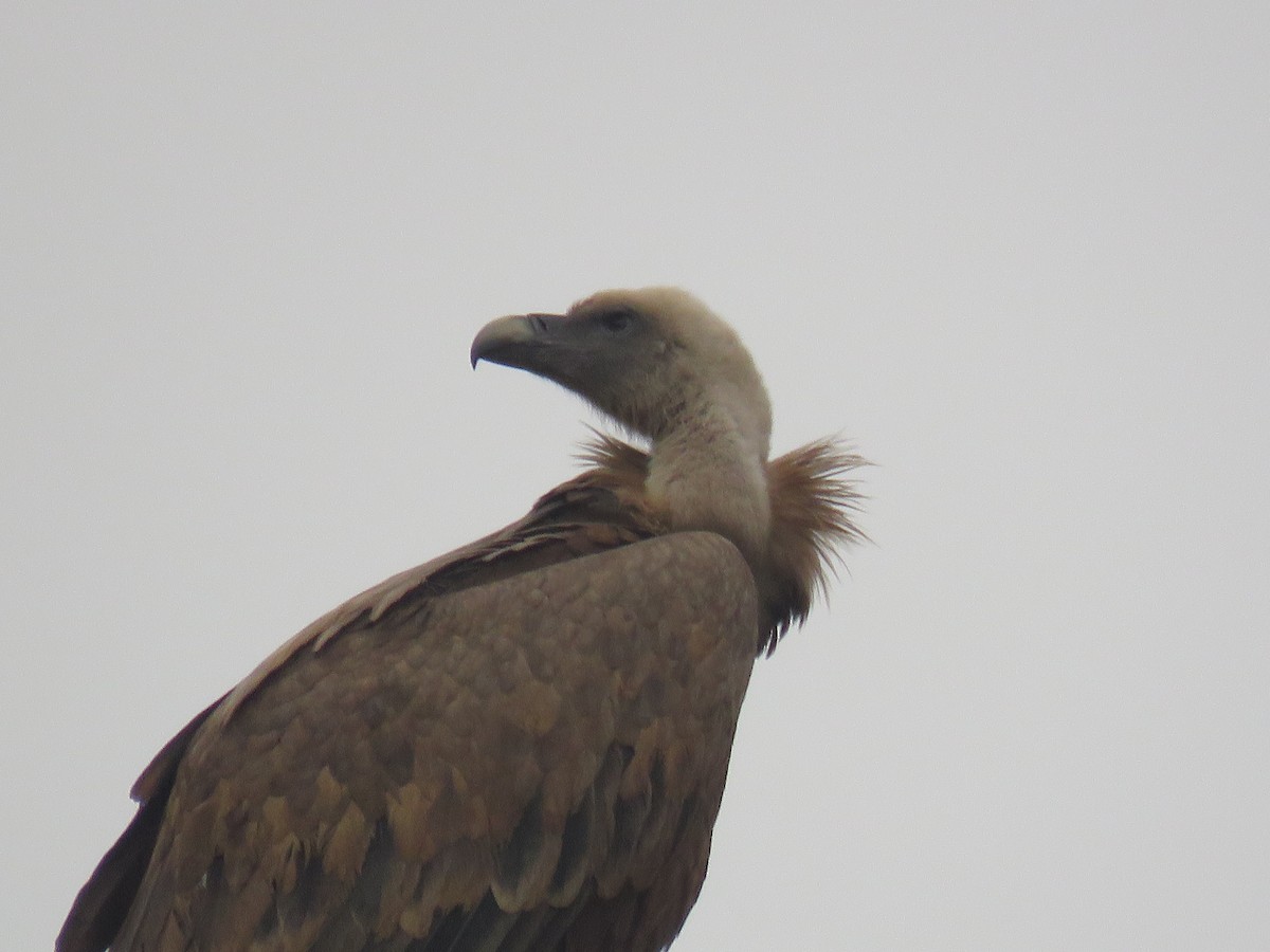 Eurasian Griffon - ML646640562