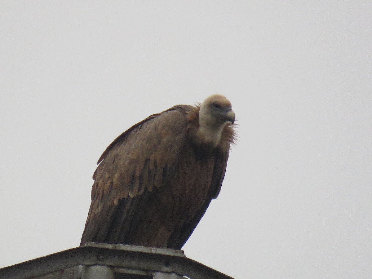 Eurasian Griffon - ML646640563