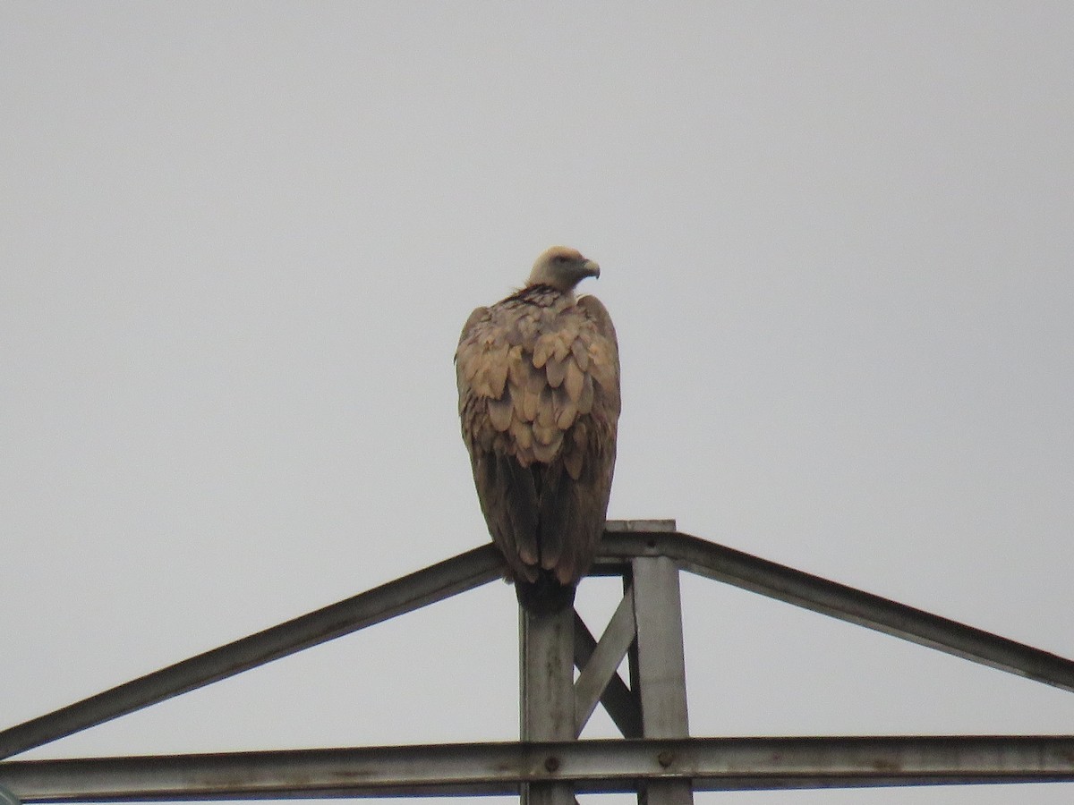 Eurasian Griffon - ML646640564