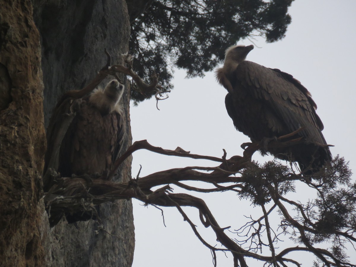 Eurasian Griffon - ML646640565