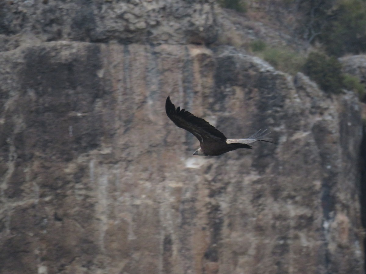 Eurasian Griffon - ML646640566