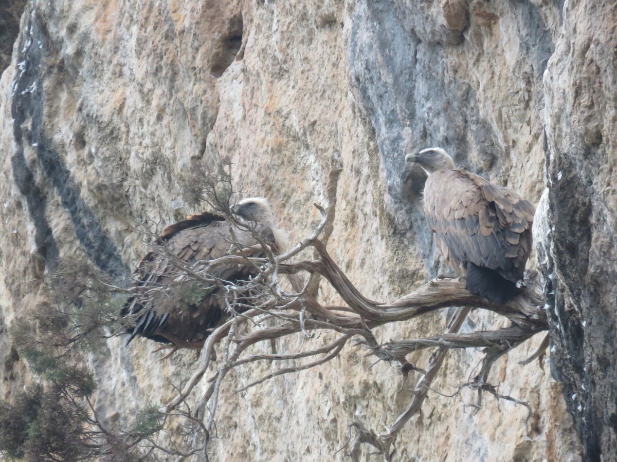 Eurasian Griffon - ML646640567