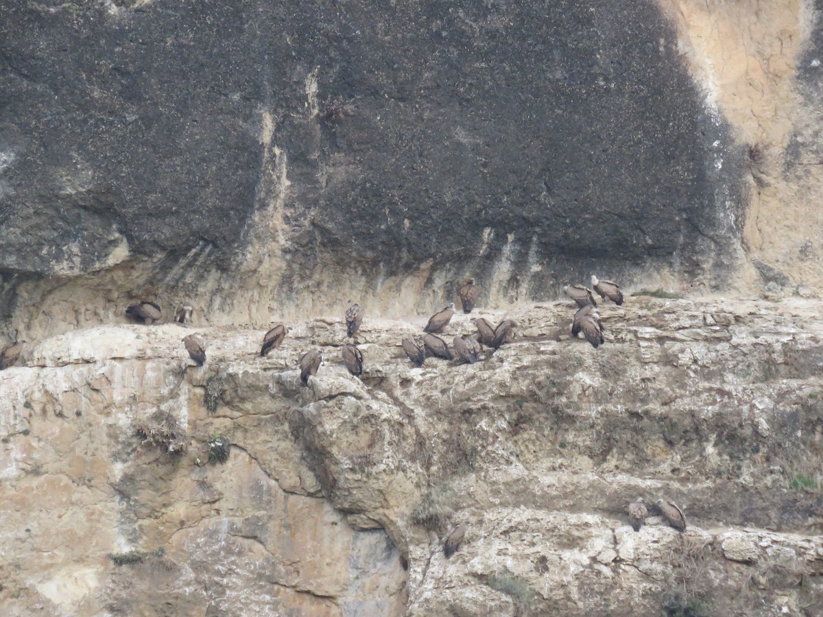 Eurasian Griffon - ML646640568