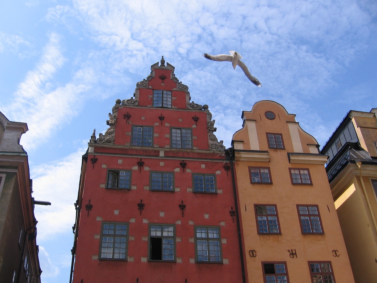 紅嘴鷗 - ML646640569