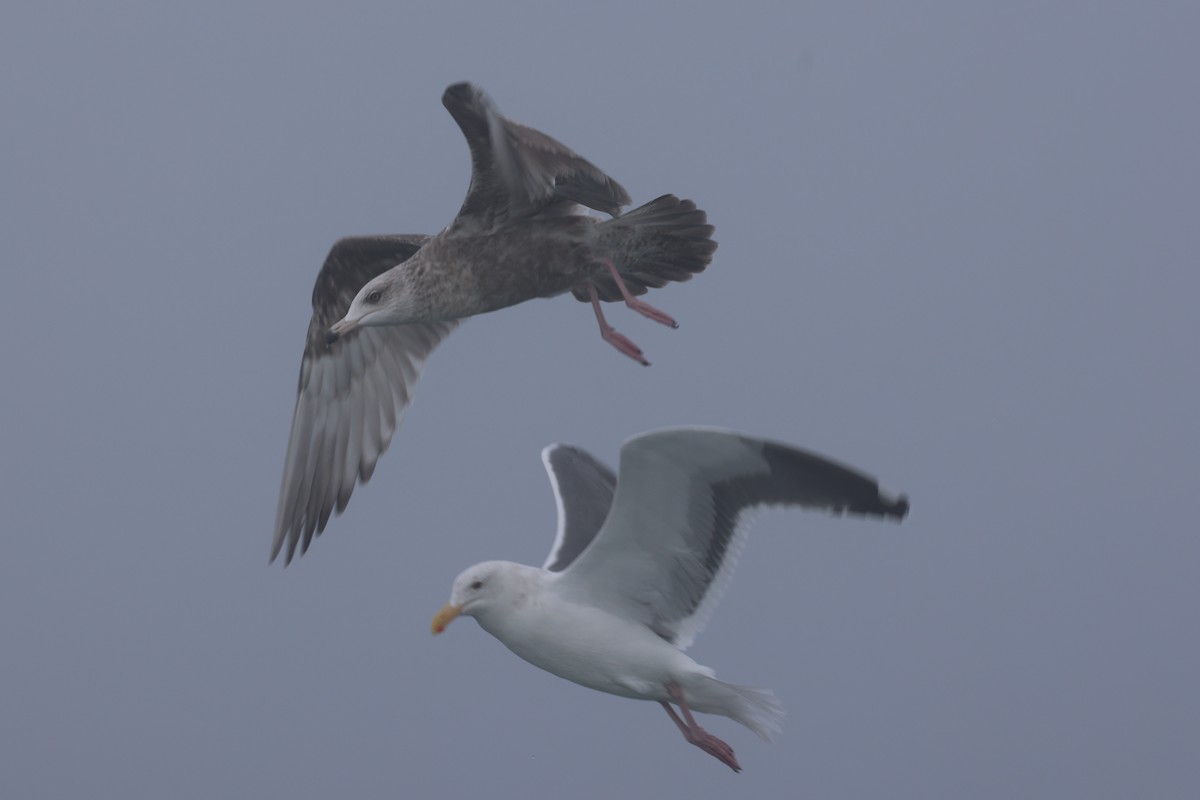 Goéland hudsonien - ML646640570