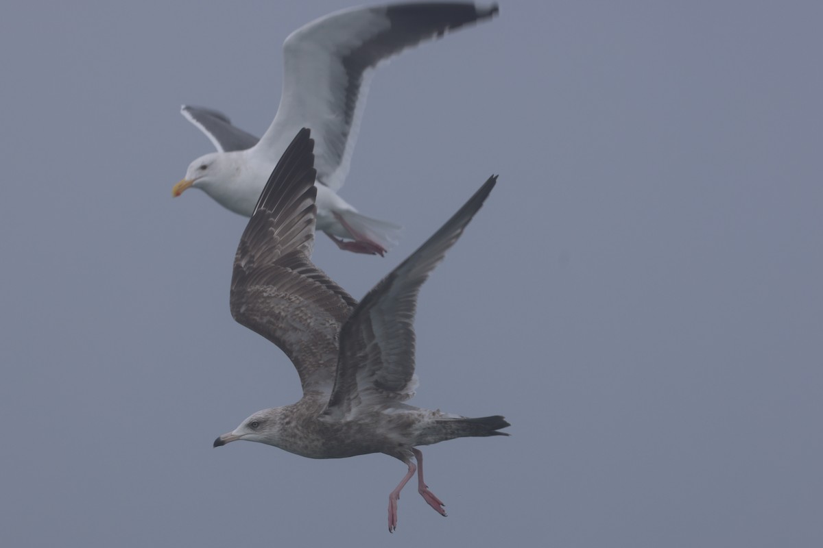 Goéland hudsonien - ML646640571