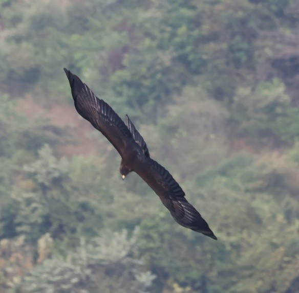 Black Eagle - ML646640572