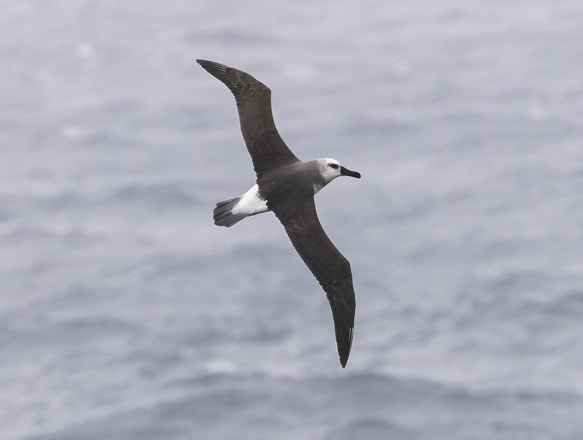 Boz Başlı Albatros - ML646640577