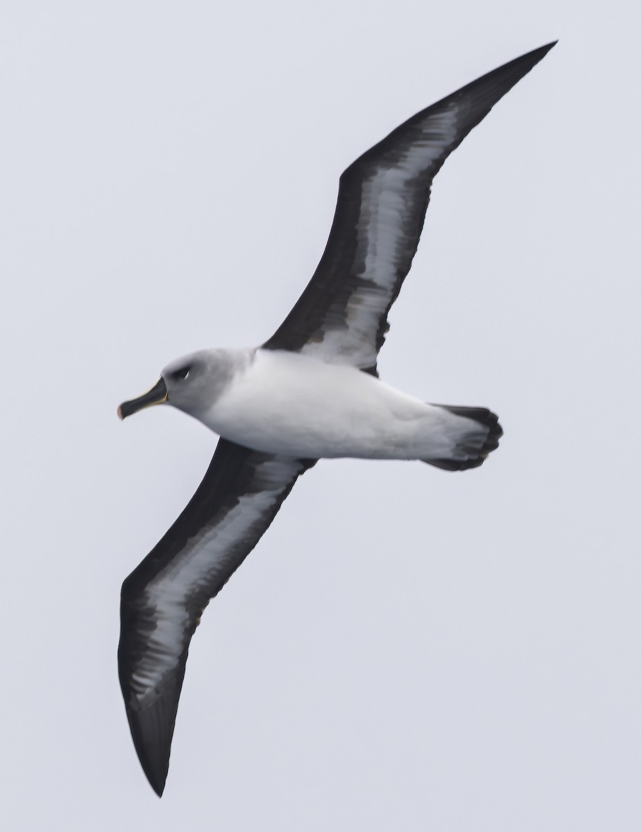 Boz Başlı Albatros - ML646640578