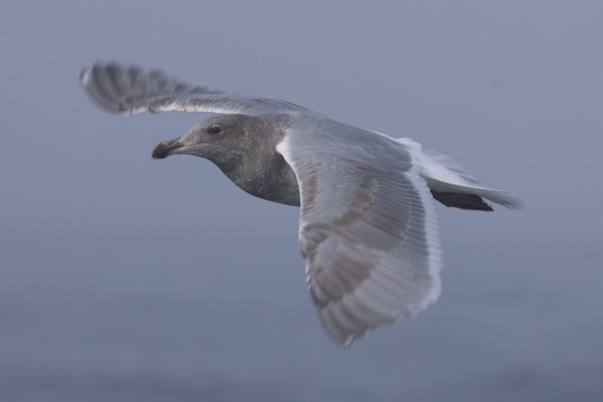 Goéland à ailes grises - ML646640581