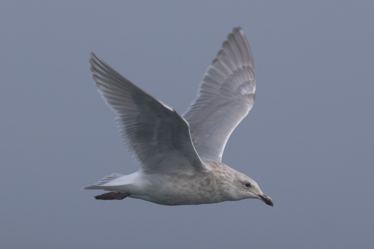 Goéland à ailes grises - ML646640582