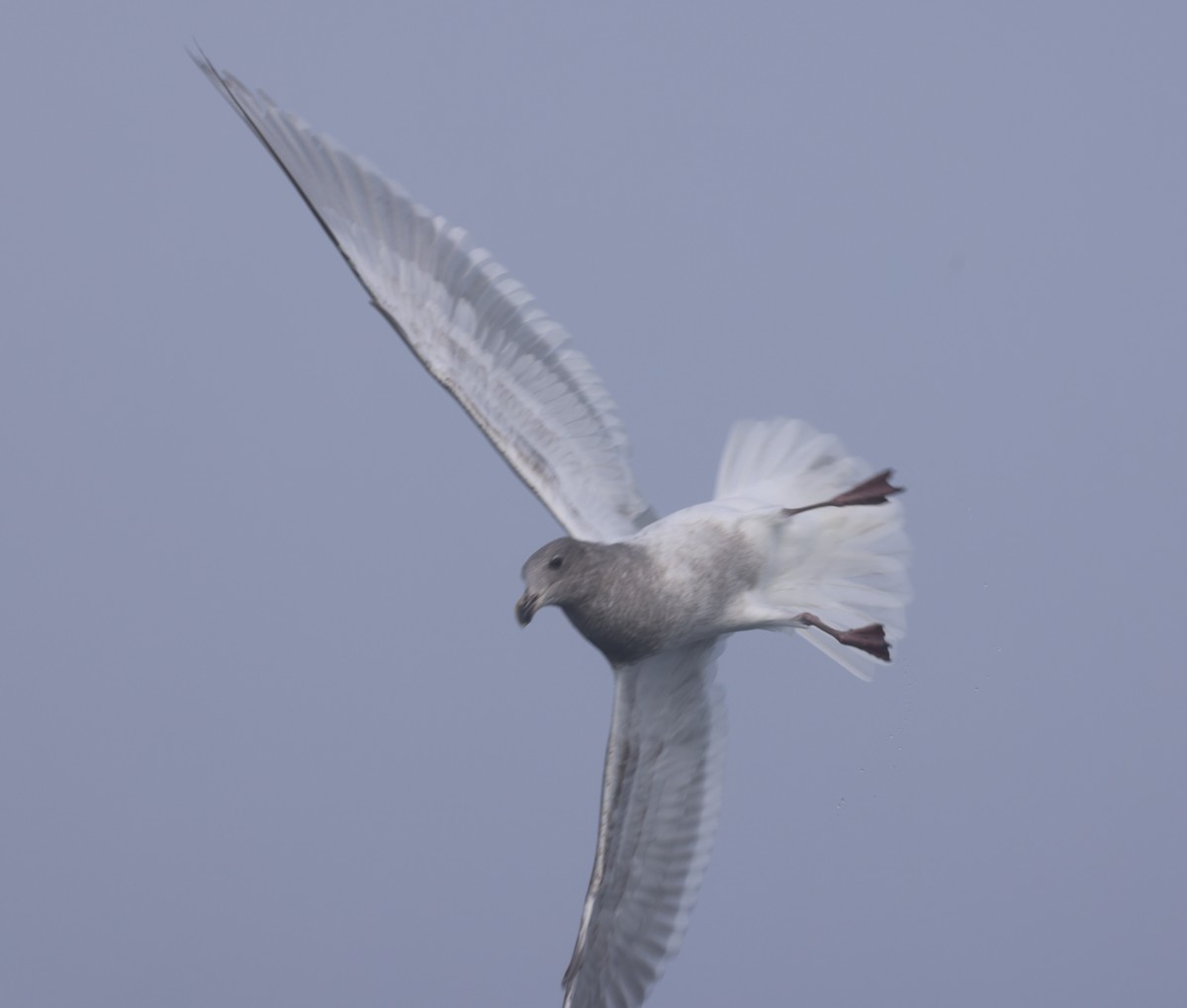 Goéland à ailes grises - ML646640586