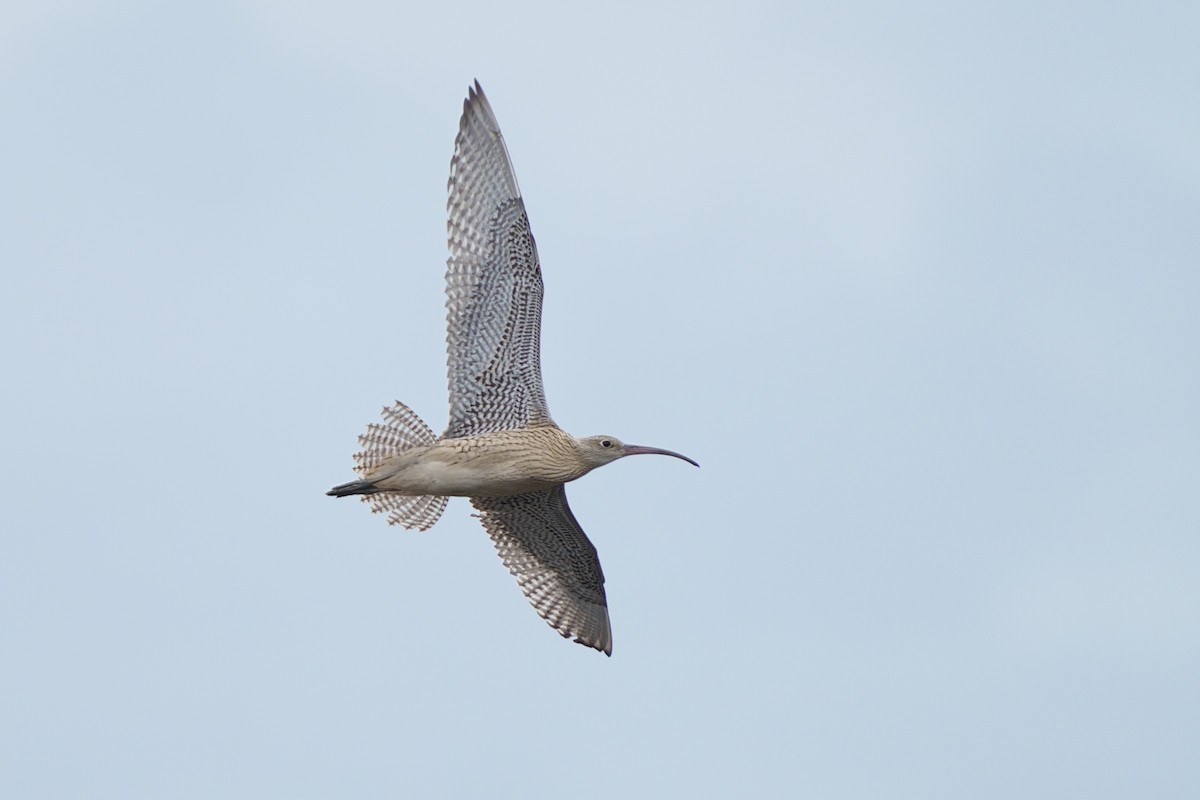 østspove - ML646640588