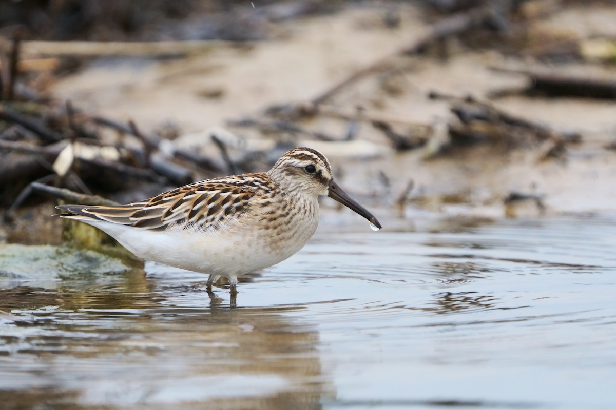 fjellmyrløper - ML646640593