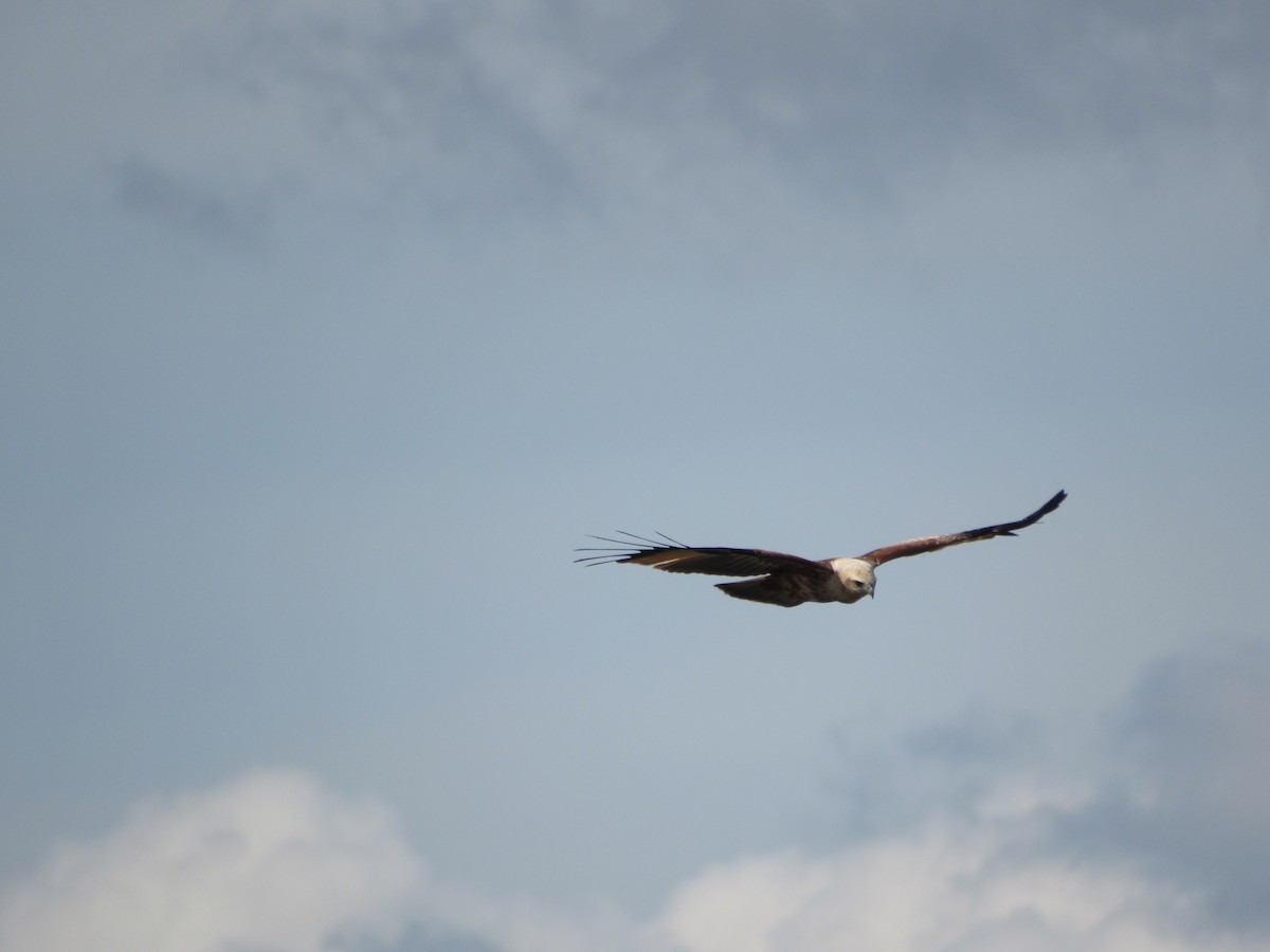 Brahminy Kite - ML646640594