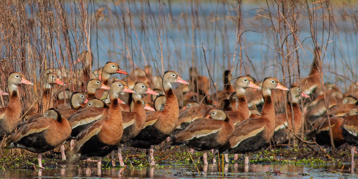 Black-bellied Whistling-Duck - ML646640598