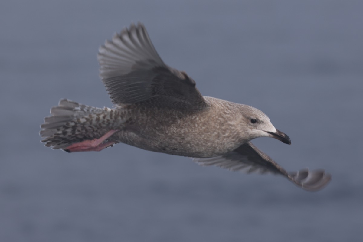 Iceland Gull (Thayer's) - ML646640600