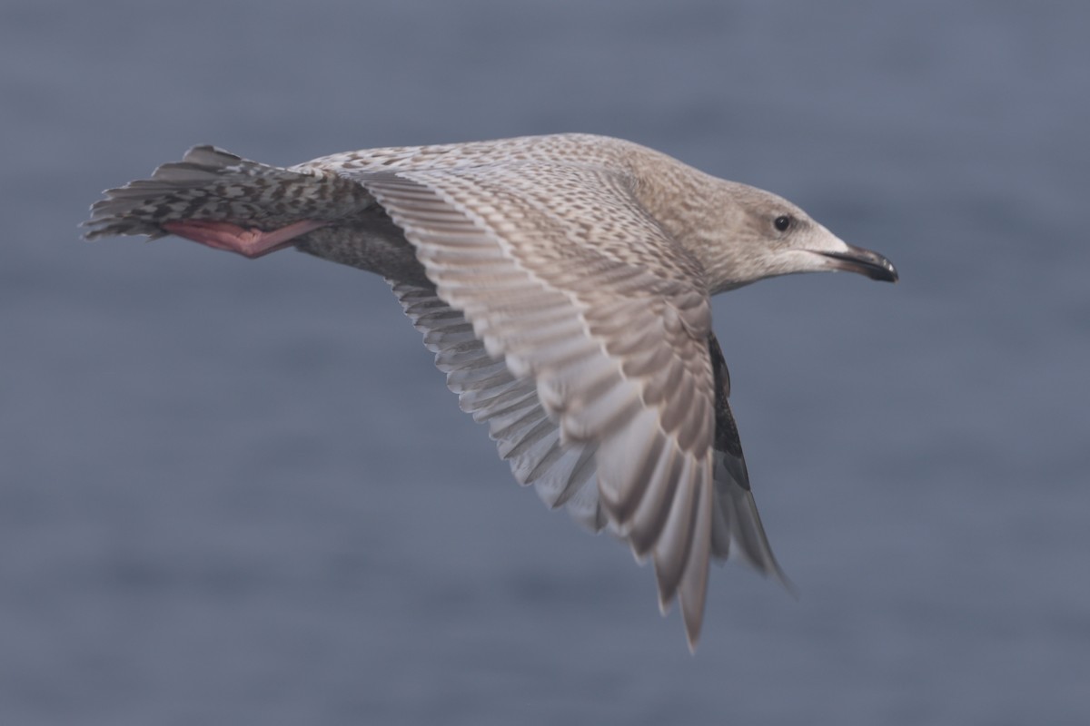 Iceland Gull (Thayer's) - ML646640601