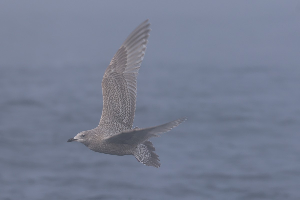 Iceland Gull (Thayer's) - ML646640602