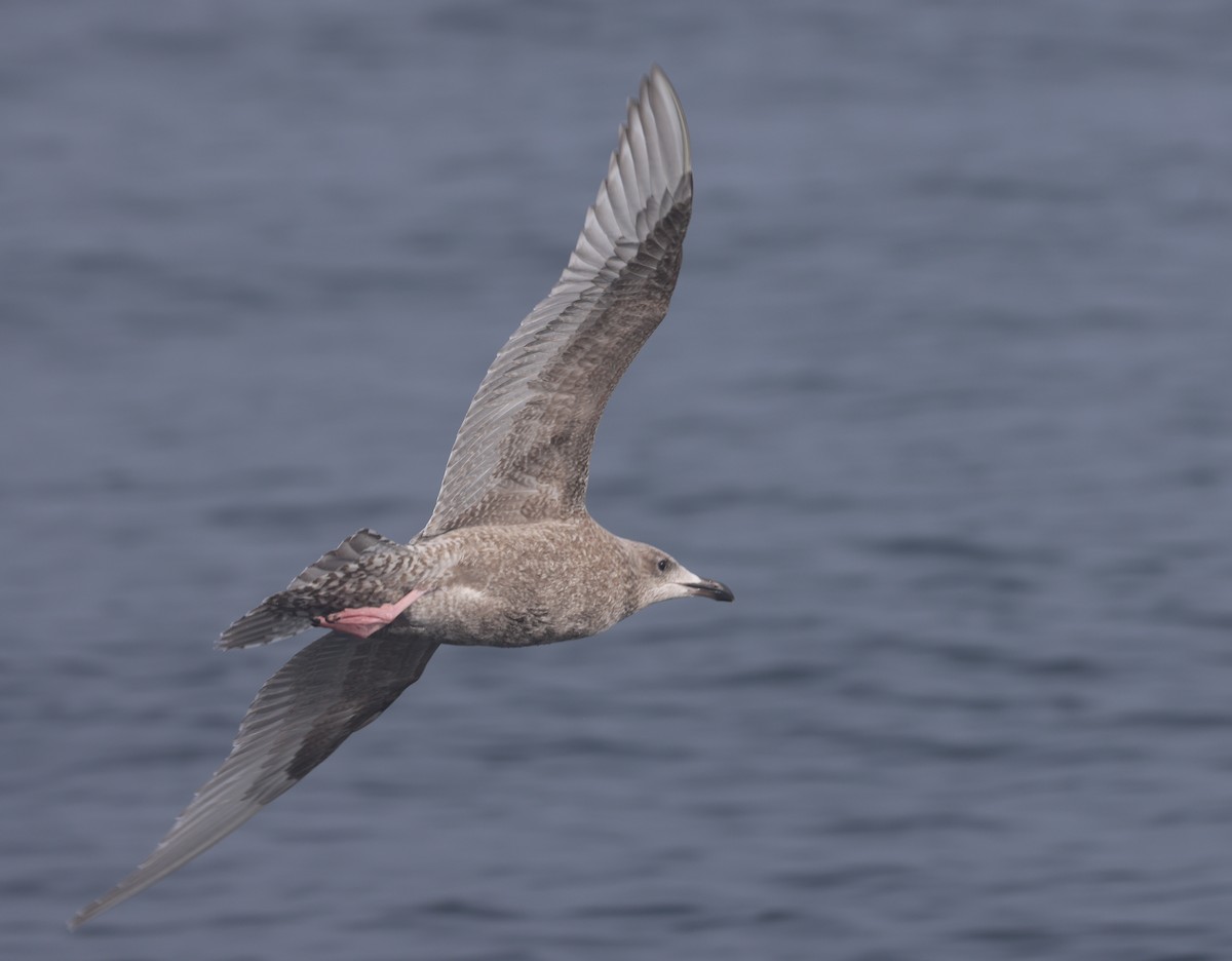 Iceland Gull (Thayer's) - ML646640606