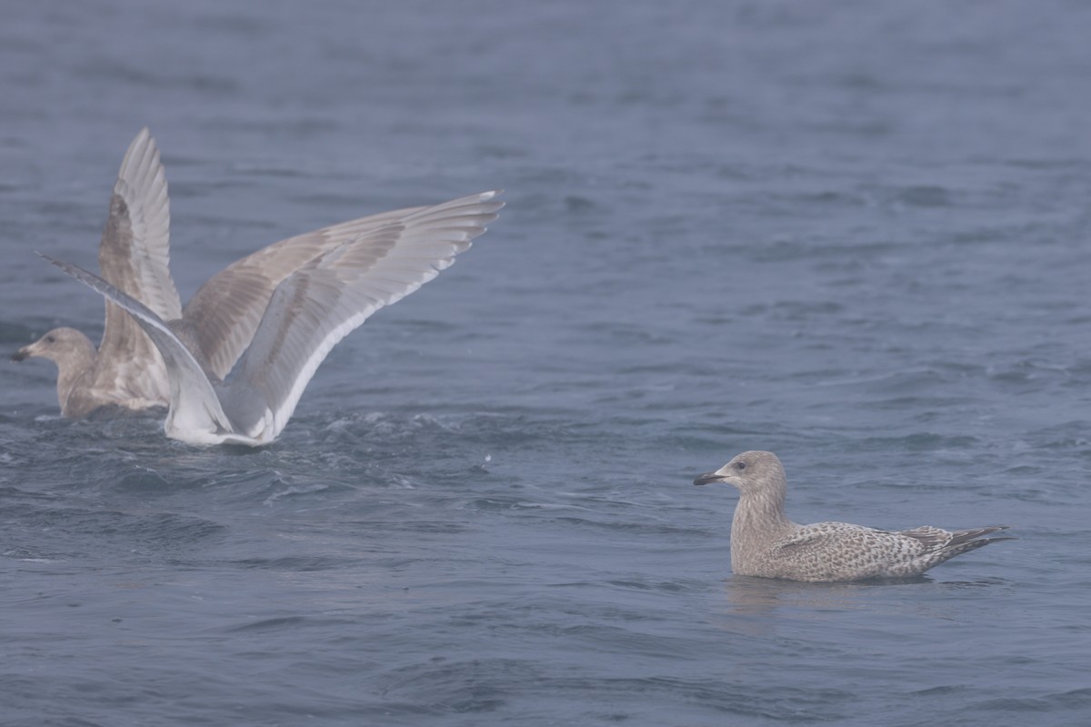 Iceland Gull (Thayer's) - ML646640607