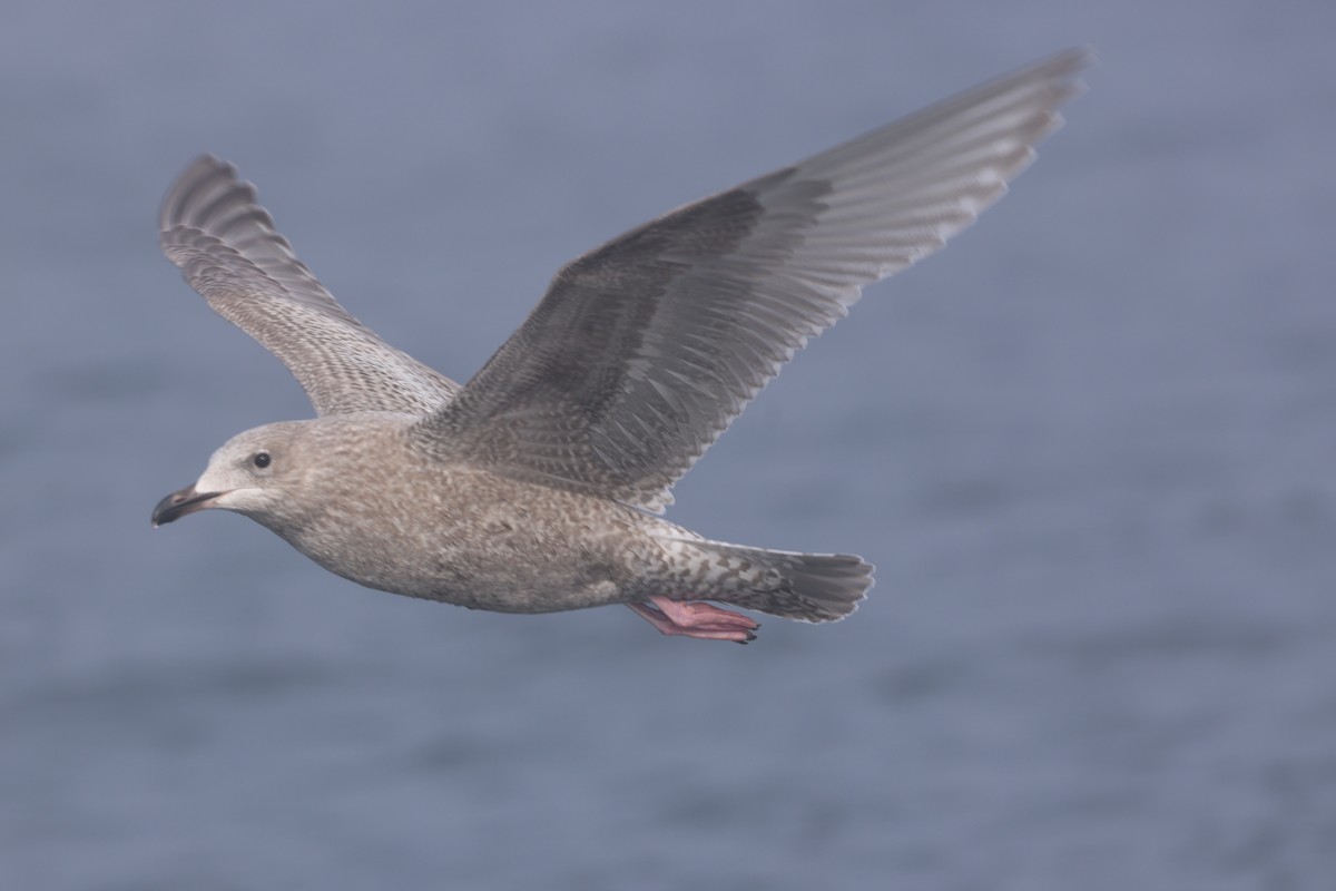 Iceland Gull (Thayer's) - ML646640608