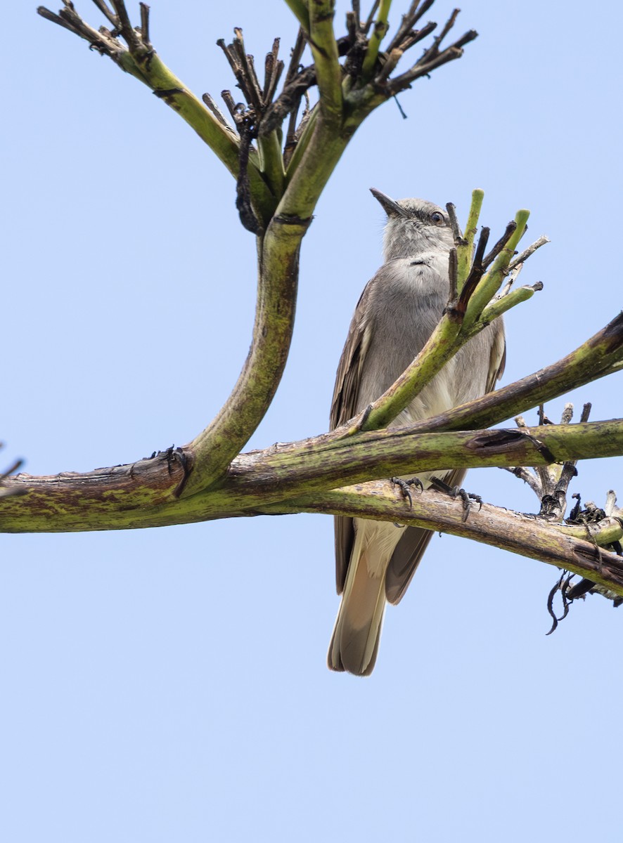 シロハラヤブタイランチョウ - ML646640610