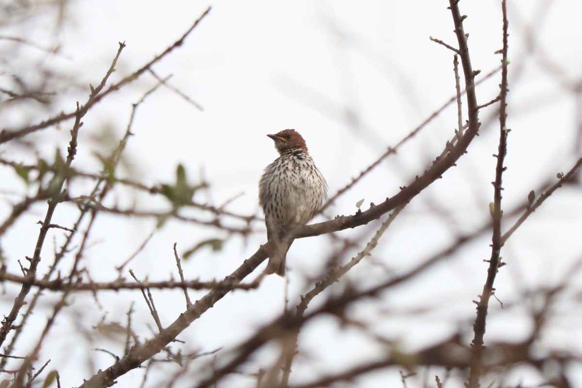 シロハラムクドリ - ML646640611