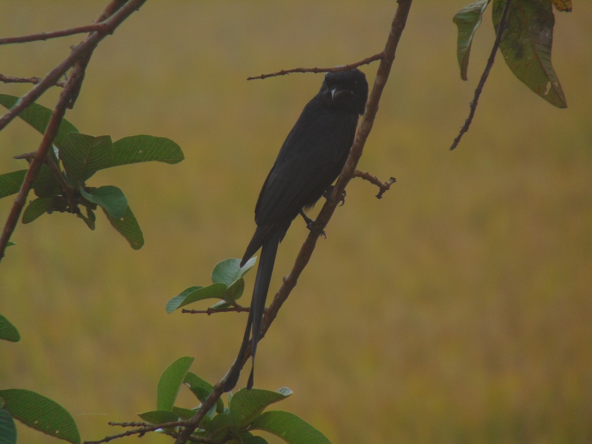 Black Drongo - ML646640612