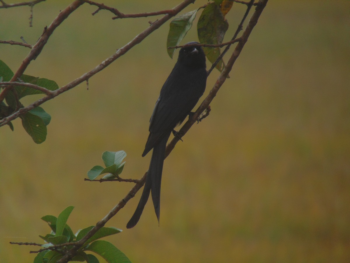 Black Drongo - ML646640613