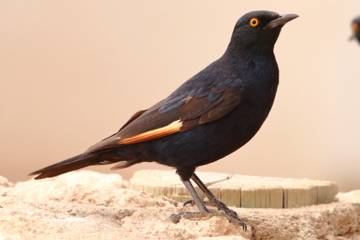Pale-winged Starling - ML646640616